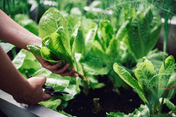 How to Grow Salad Leaves: A Comprehensive Guide for Fresh Greens Year-Round