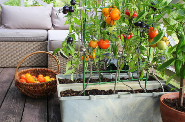 Reasons to Embrace Gardening in a Small Living Space