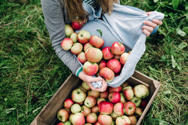 Person gathering freshly picked apples into a cloth with a wooden crate full of apples on the grass.