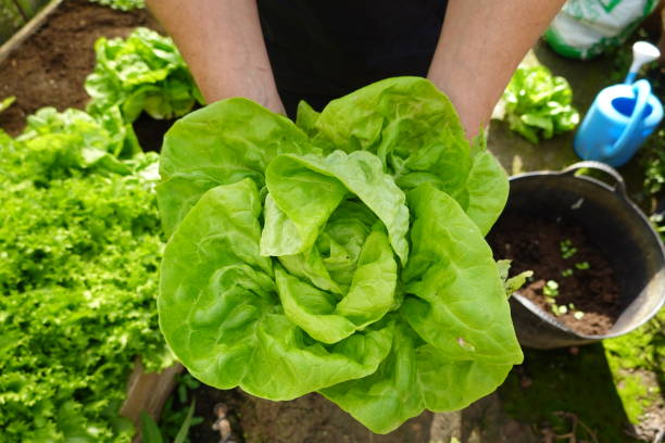 Person holding freshly harvested salad leaves in a garden, showcasing a healthy and bountiful growth.