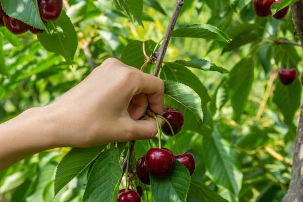 Hand pruning a branch, demonstrating selective cutting techniques suitable for hardy fuchsias.