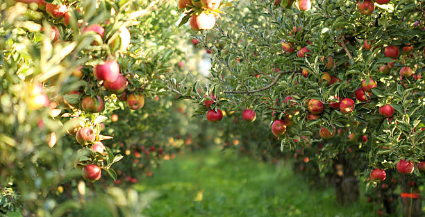 How to Grow Apples: Beginner’s Guide to Planting, Care, and Harvesting